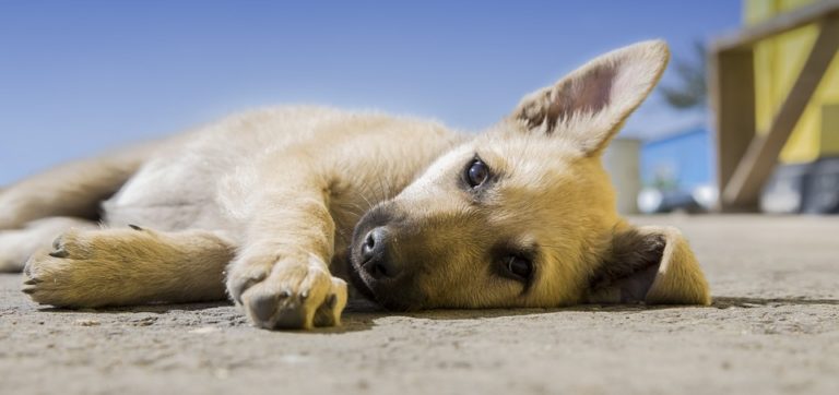 cachorro-en-casa