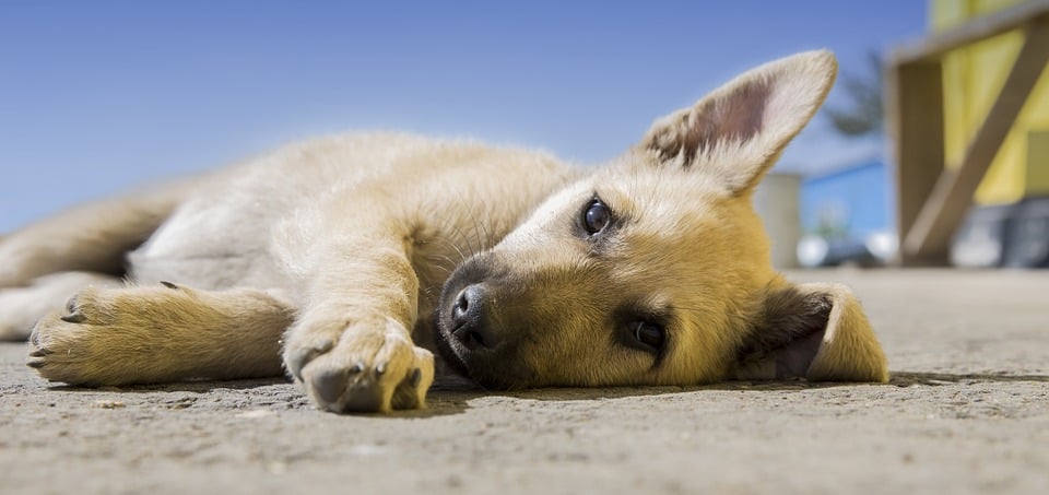 Primeros días del cachorro en casa - Guía - Educación canina