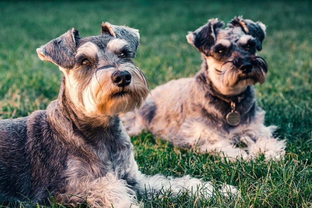 cc-co-aprendizaje-perros (1)