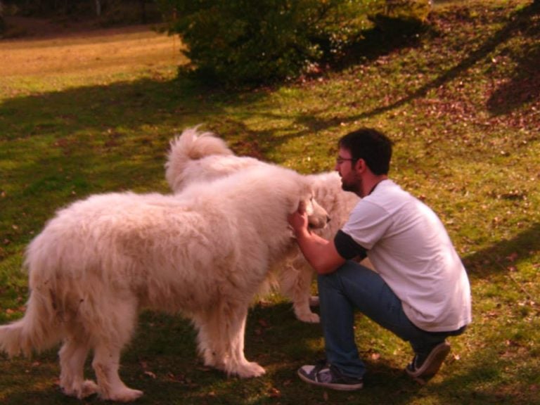 corrientes-educacion-canina