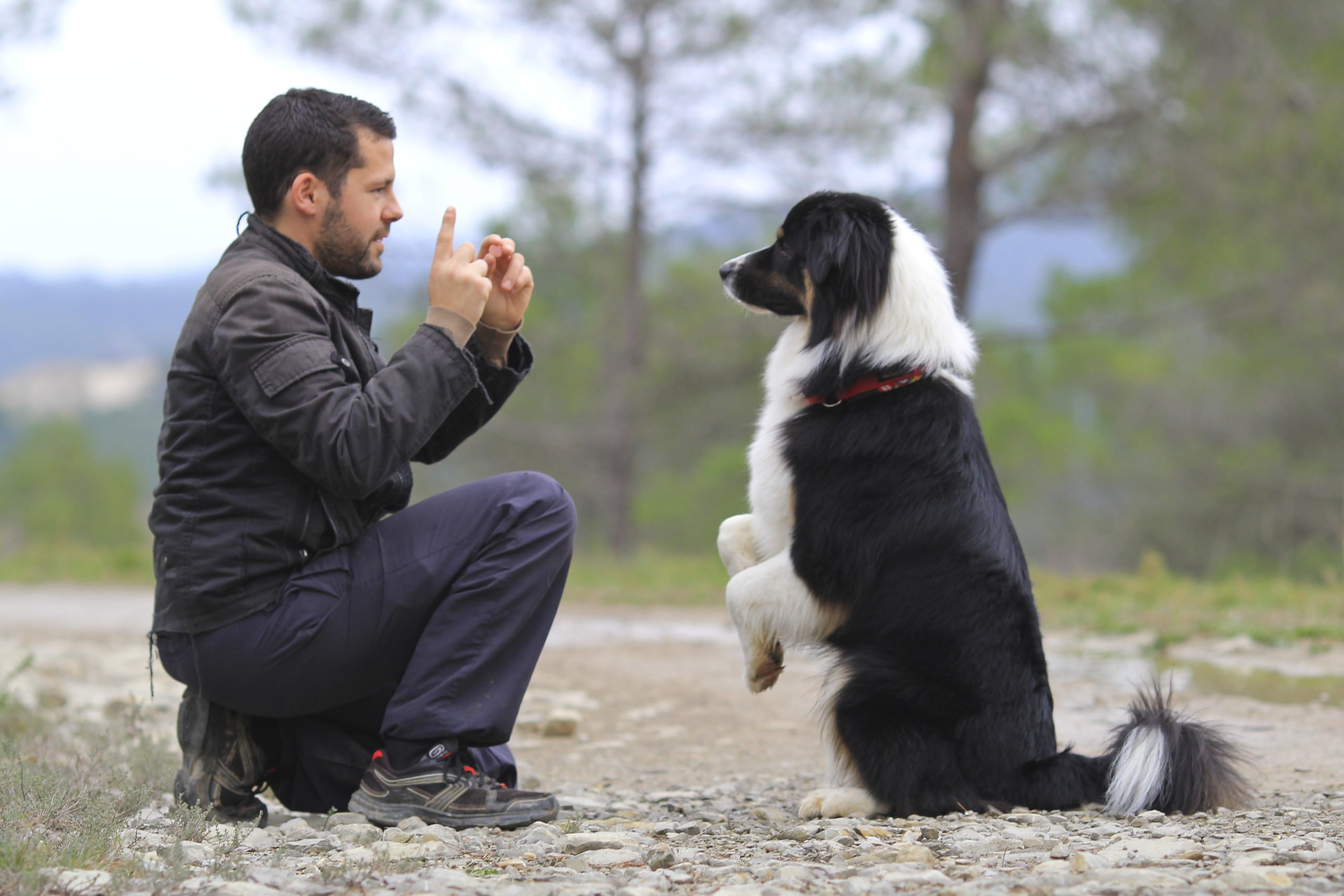 Cuándo entrenar con tu perro - claves