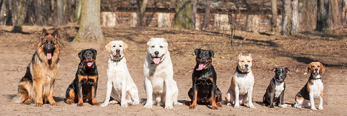 Grupo de perros en obediencia