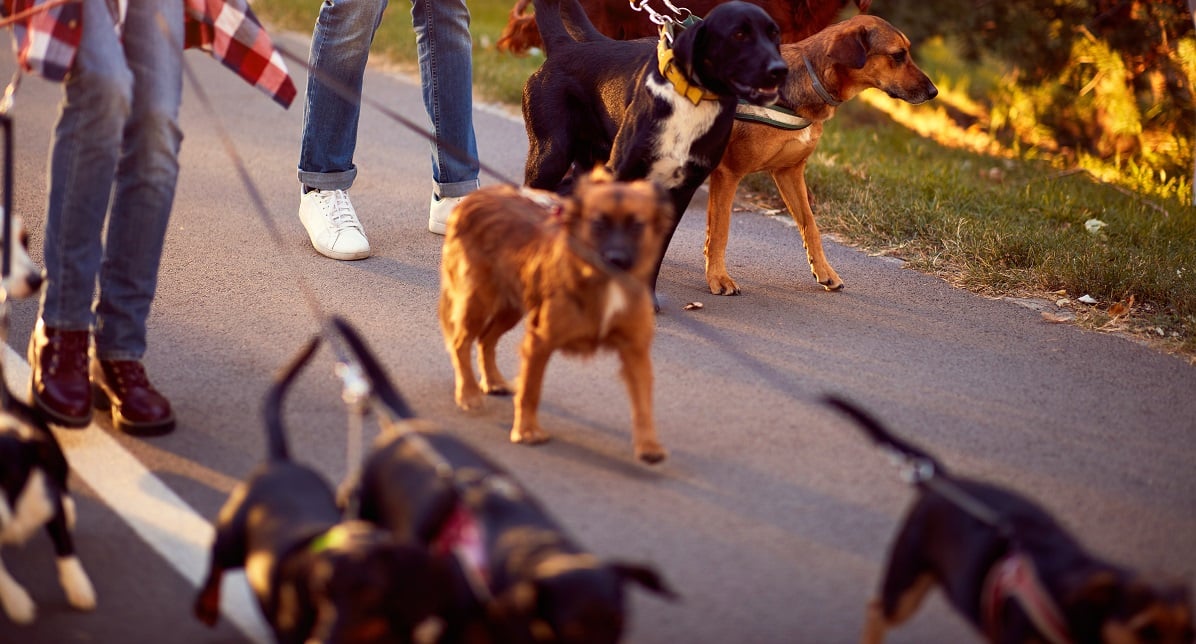 Grupo de perros, paseo