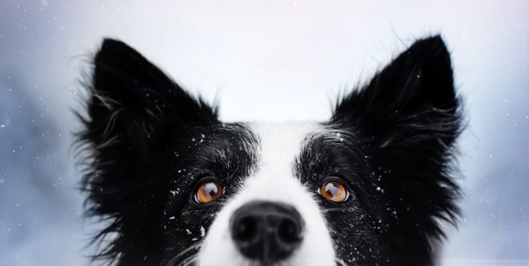 Border collie. Nieve. Dog Ventura.