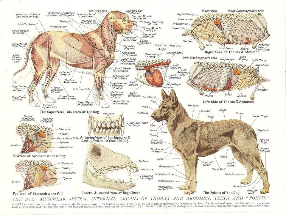 Dolor en el perro - Gráfico (músculos, órganos)