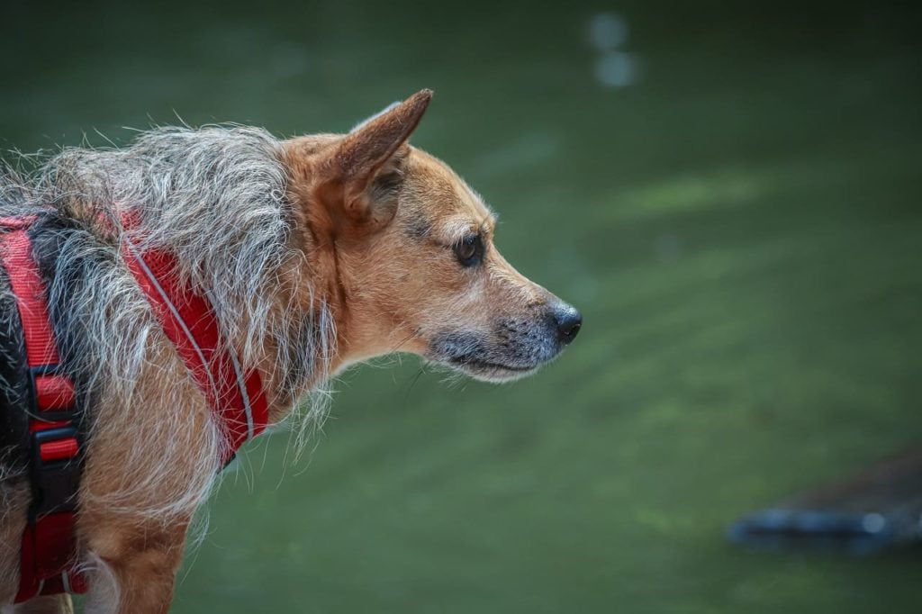 emociones-en-el-perro-postura-lenguaje-conducta