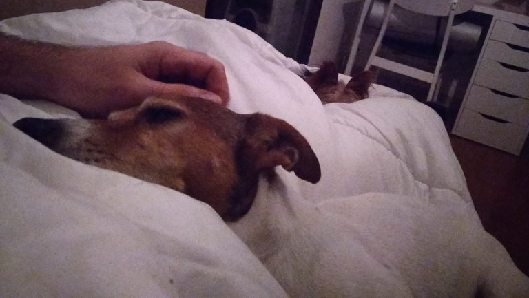 Enseñar a tu perro a dormir en su cama - Pepe