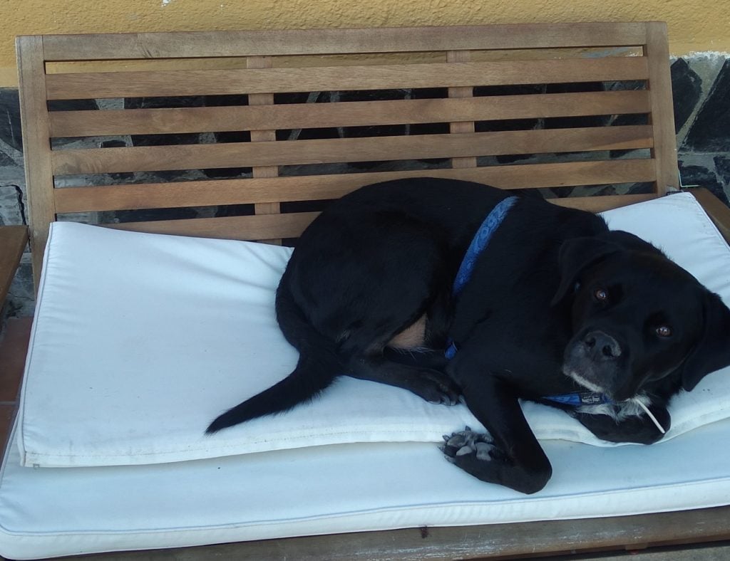 Enseñar al perro a dormir en su cama - Xispy