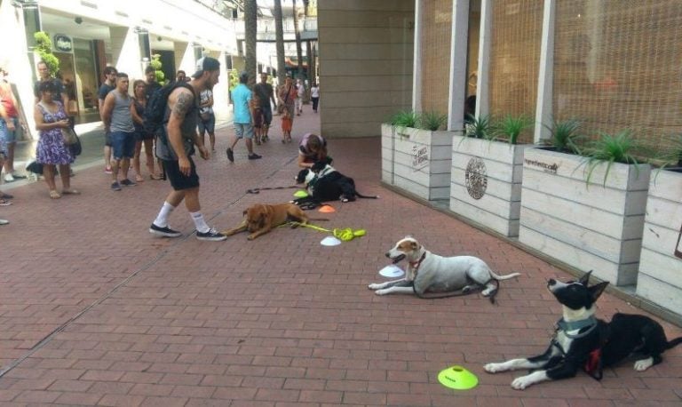 entrenar-perro-calle