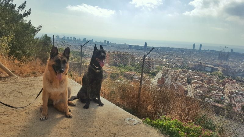 Artículos de educación canina - Calma en los perros