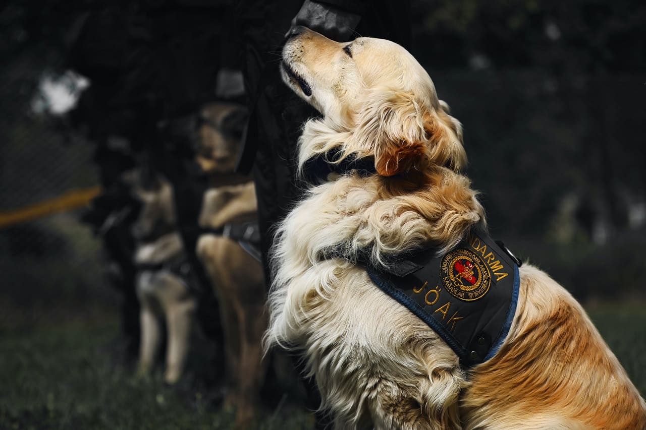 Adiestramiento en obediencia - Perros de trabajo