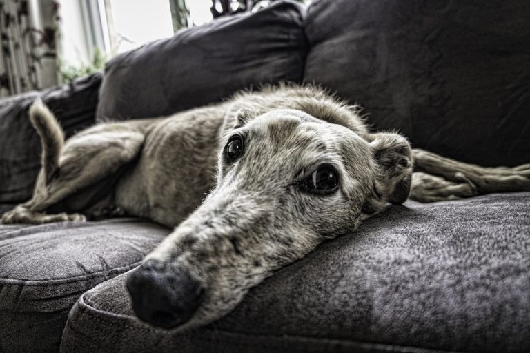 galgo-sofa