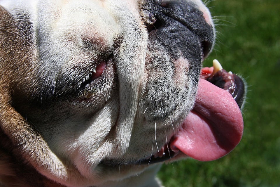 Golpe de calor en perros - Consejos básicos