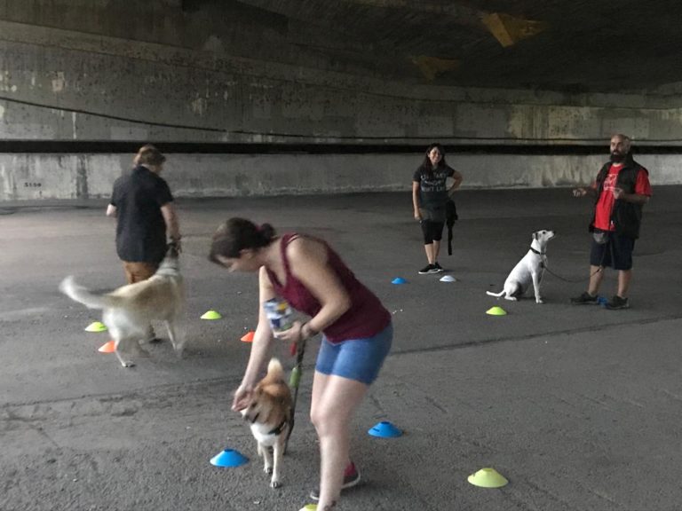 Grupos de educación canina