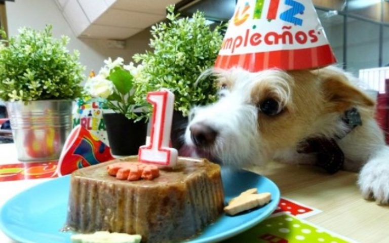 Humanizar animales - Celebración de cumpleaños perro