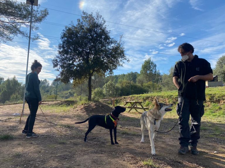 Javier Ruiz - Dog Ventura, estatus del proyecto - Trabajando PAHS