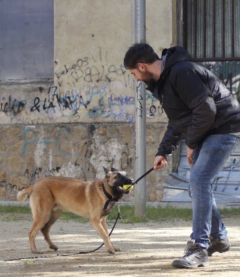 juego-instinto-de-caza-perros