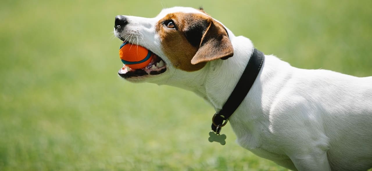 Jugar con la pelota (en exceso) y cómo evitarlo