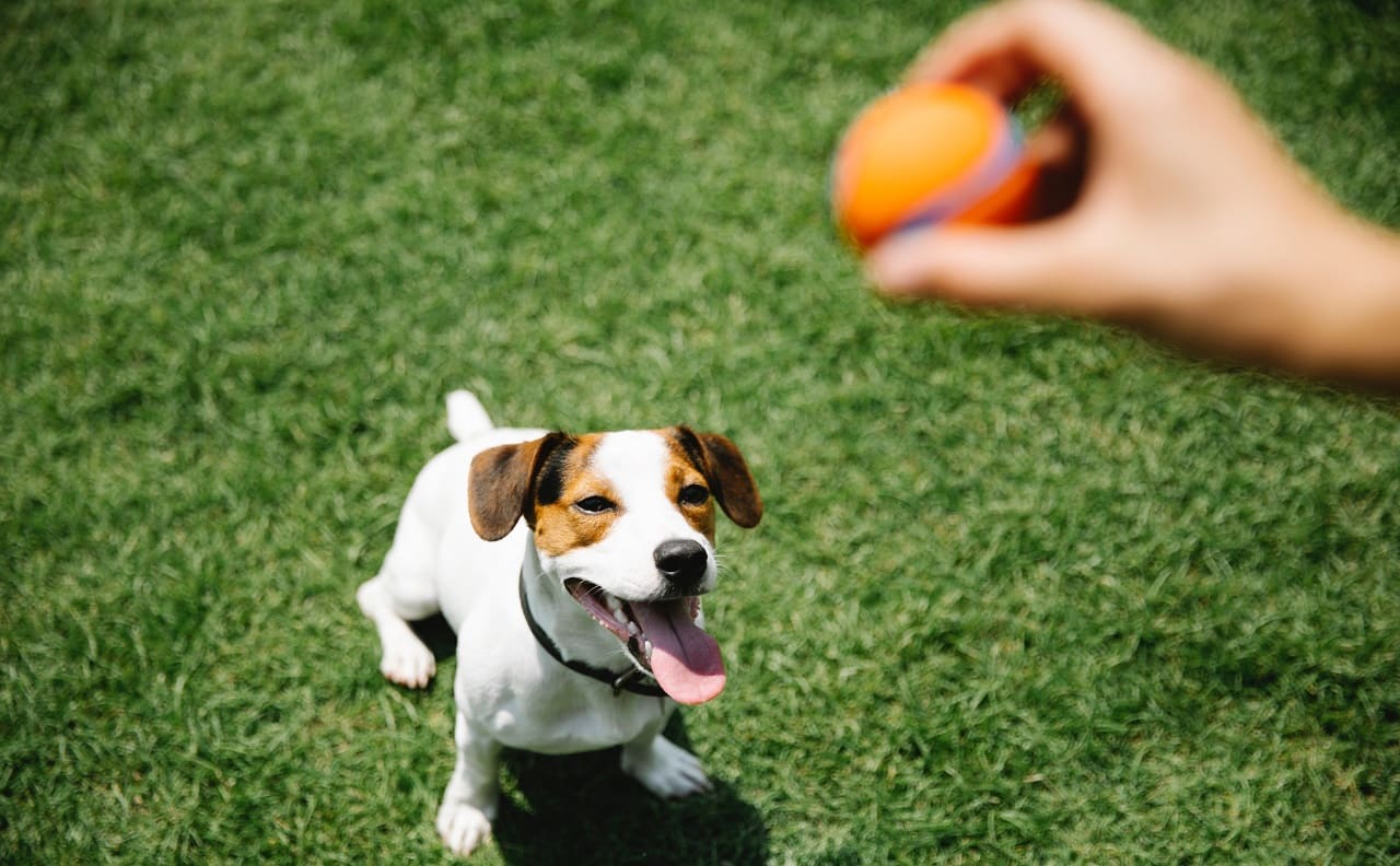 Jugar con la pelota en exceso: explicación y problemas