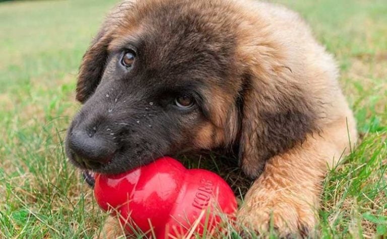 perro mordiendo el kong - Cosas que hacer con tu perro si te falta tiempo