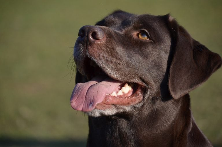 ¿Qué necesita un perro para ser feliz? ¡Descúbrelo!