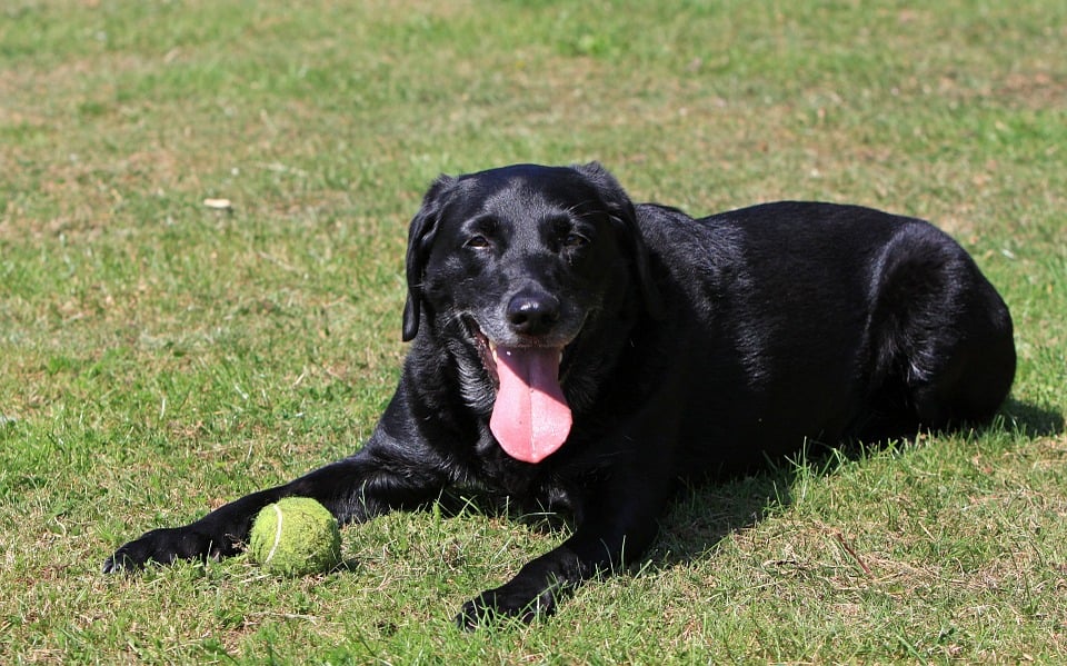 labrador-juego-captura