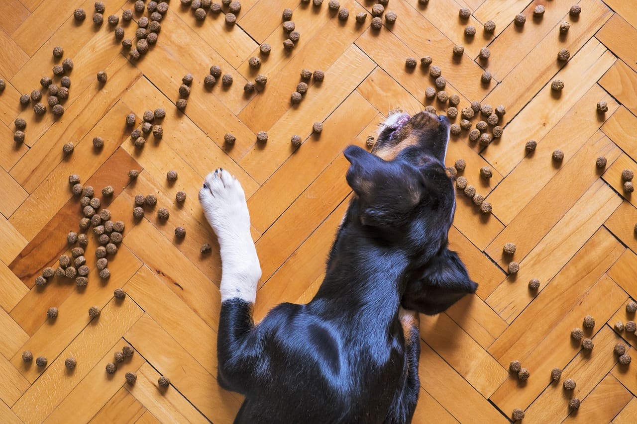 Meter la mano en el plato del perro y protección de recursos