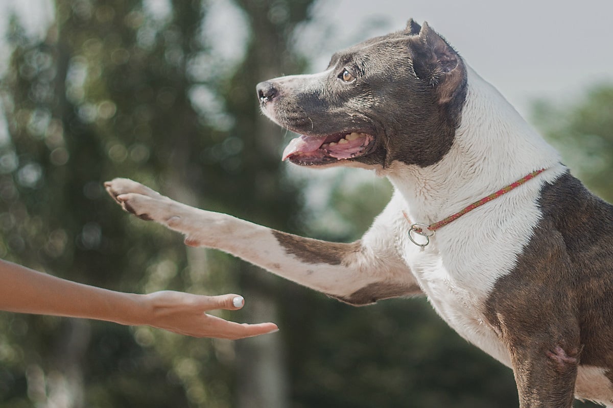 ¿Qué pasa con mis animales cuando yo muera?