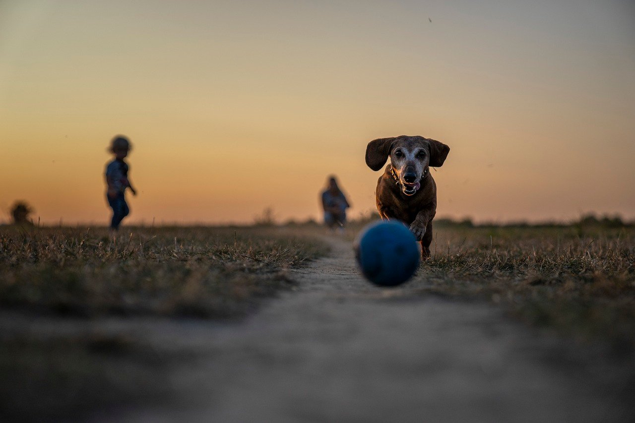 Parque para perros (2)