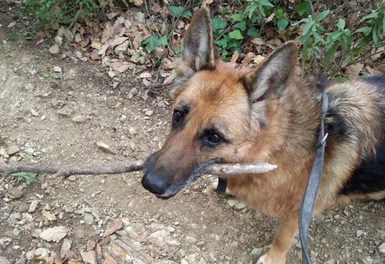 El paseo de tu perro empieza en casa