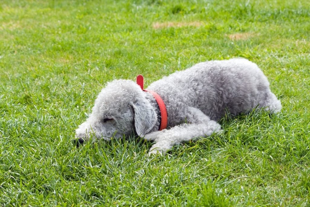 Perro cansado en la hierba