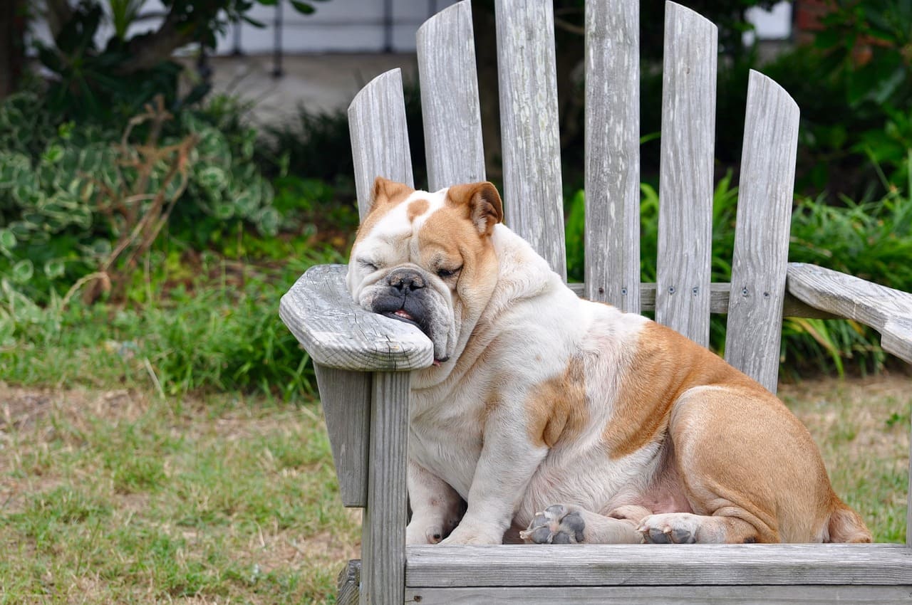 Perro cansado en el jardín