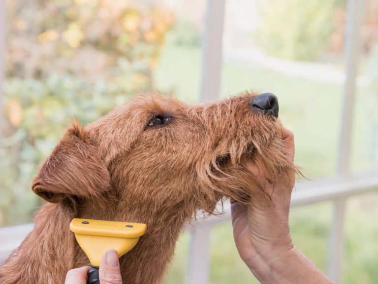 Perro cepillado (perro sano)