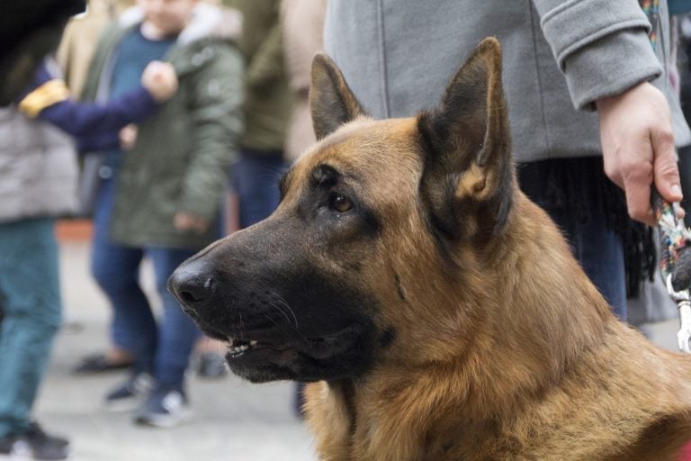 Perro en un piso (¿Vivir en la ciudad?)