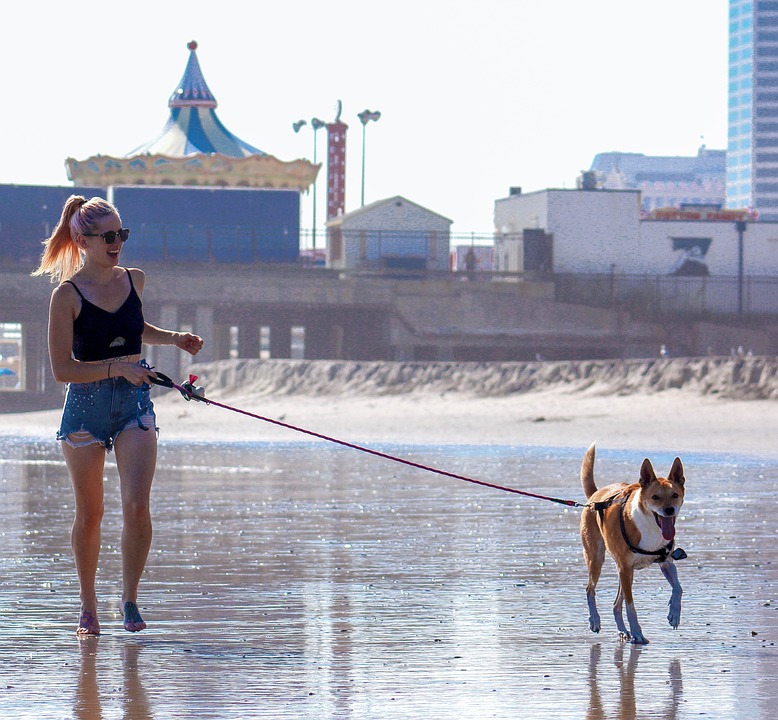 Rutina con tu perro - Paseos y cambios en verano