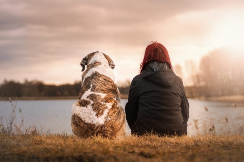 Artículos de educación canina - Guía señales de calma