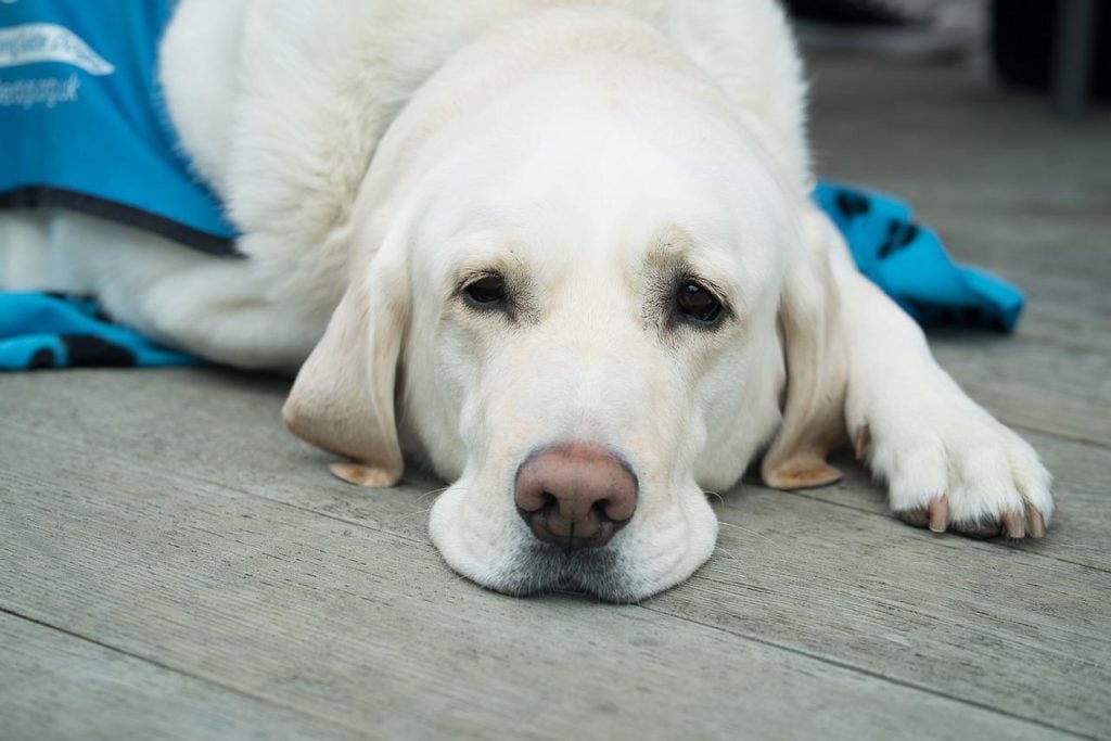 Perro el veterinario (consejos)