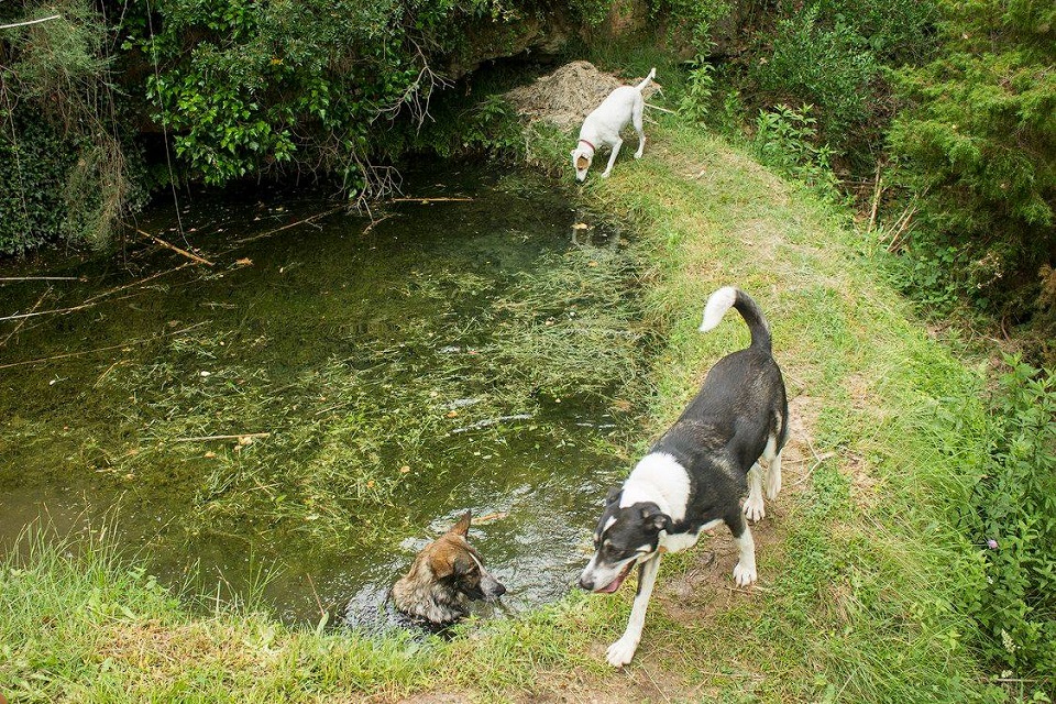 Excursiones con perro (agua)