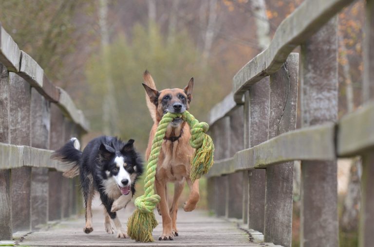 perros-jugando-malinois-border-collie