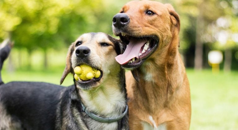 Dos perros jugando en el parque