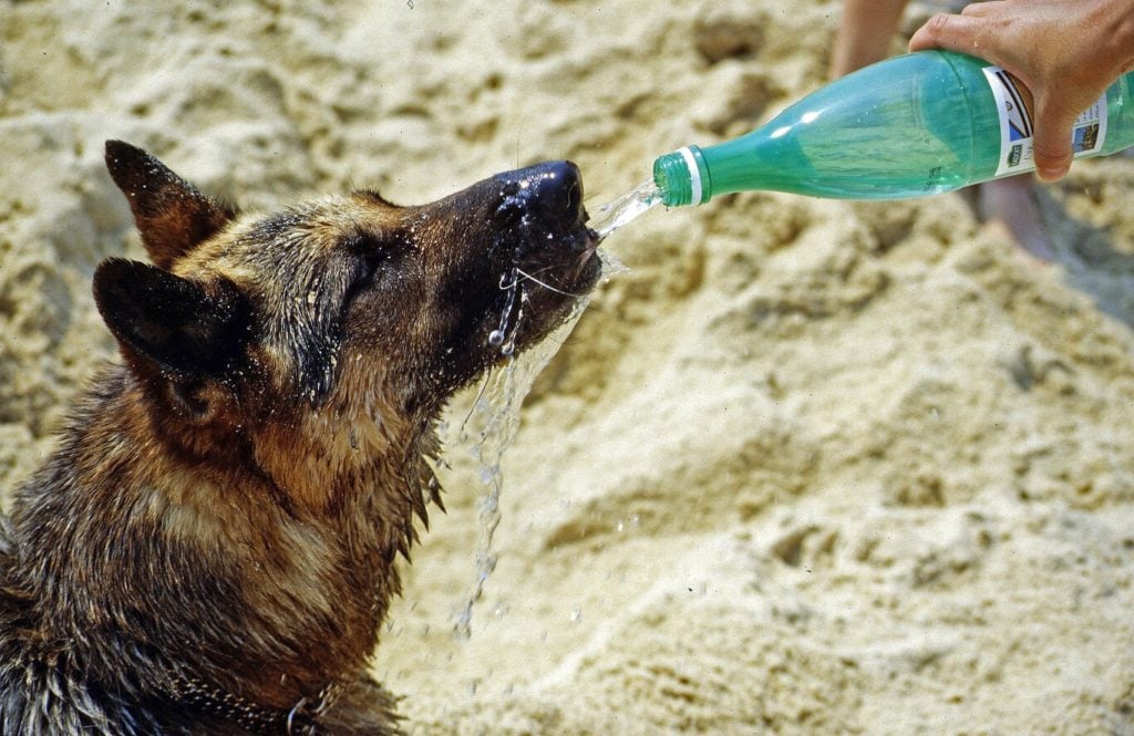 redactor-animales-blog-calor-35-grados-perros