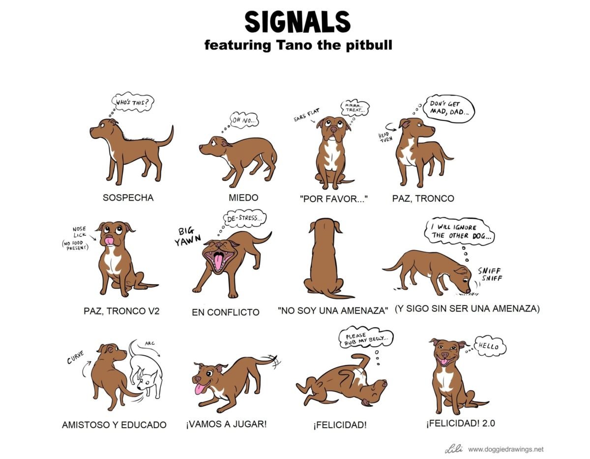 Señales de calma en perros: guía de gestualidad canina - Dog Ventura