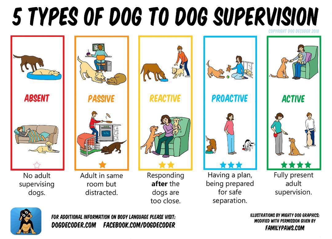 Supervisión activa y tipos de supervisión con perros(5)