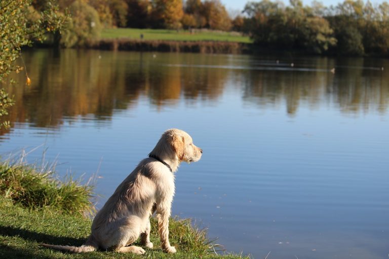 tranquilidad-perro-calmado