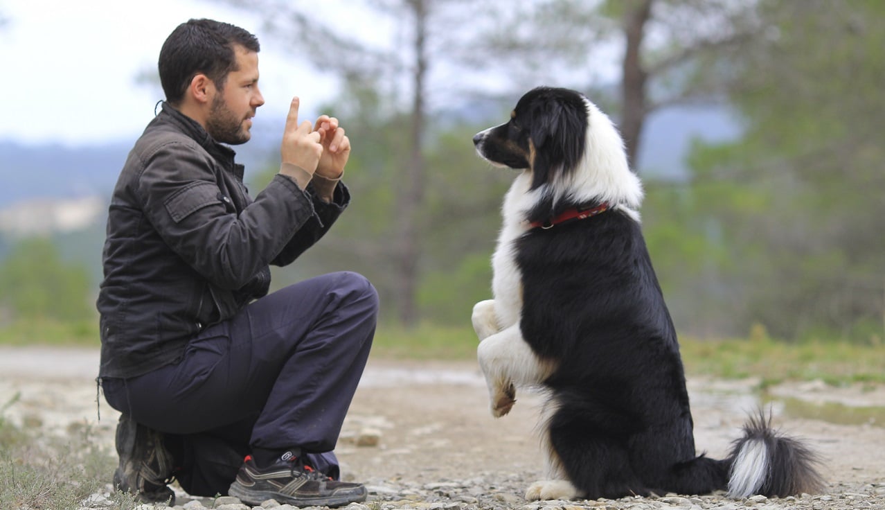 Viajar con tu perro - Habilidades y entrenamiento