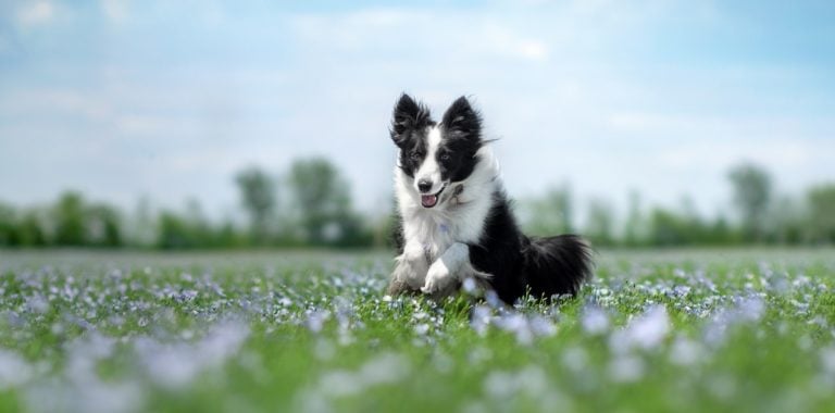 Vuelta a la rutina de los perros después de las vacaciones (campo)