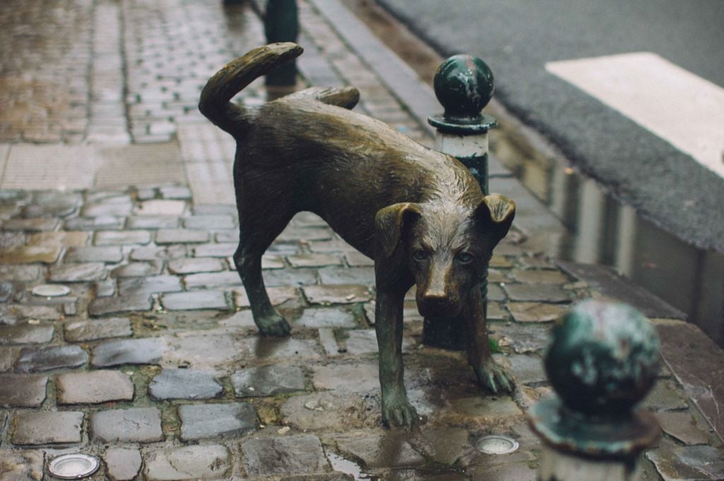 Zinneke Pis y limpiar la orina de tu perro (de ese, no hace falta)