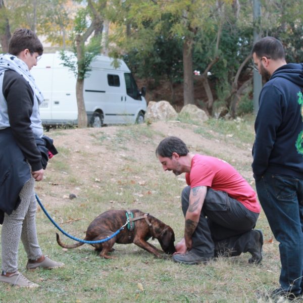 Asesoría canina online. Ejemplo de un ejercicio de obediencia.