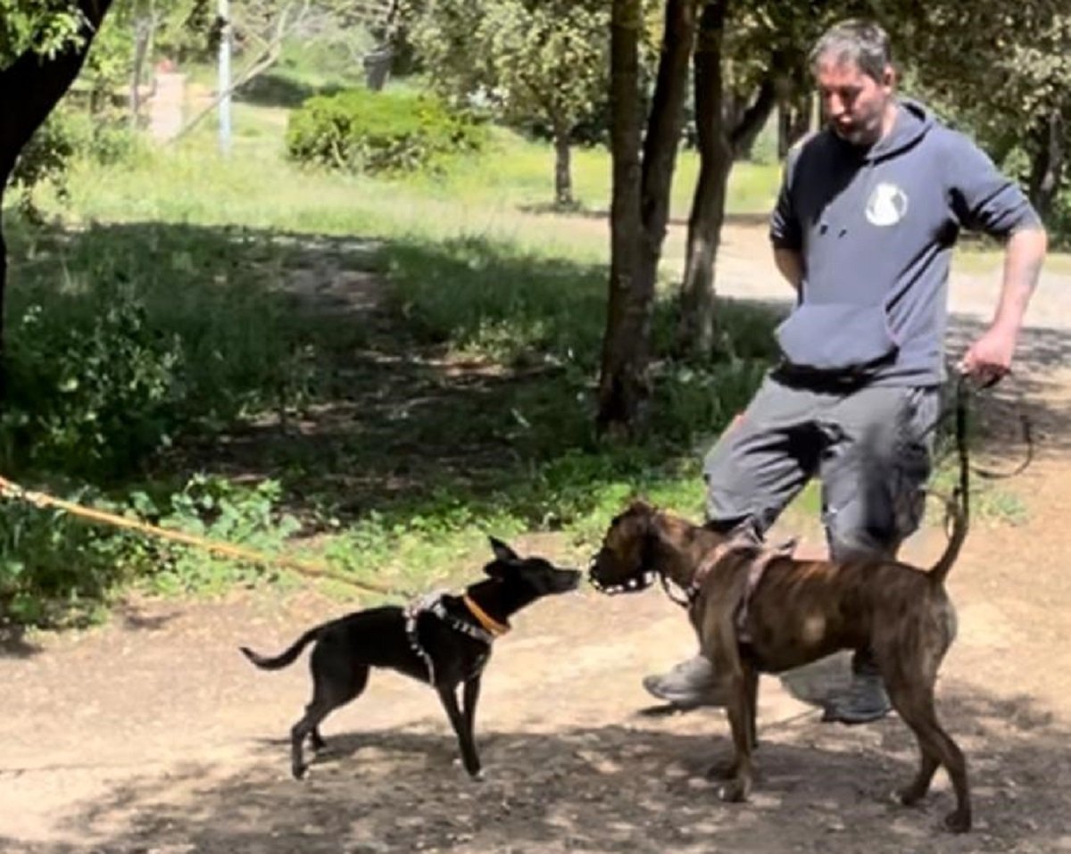 Arnés para perros - África y Sol (control de la reactividad)