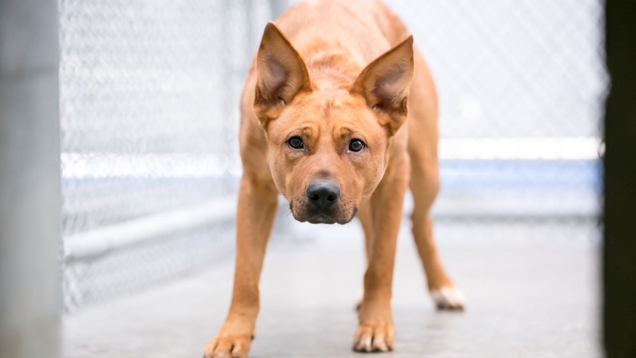 Reactividad canina, qué es